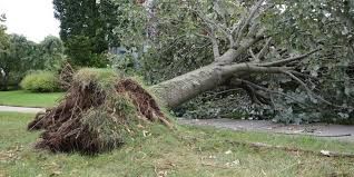 A large tree uprooted from the ground, lying across a grassy lawn with its exposed root system visible.