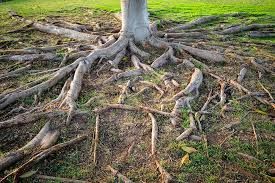 A close-up of a tree trunk with prominent, thick surface roots spreading across a patch of grass.