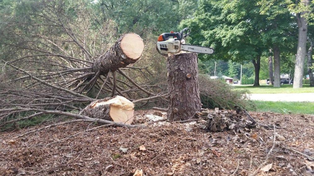A chainsaw resting on a freshly cut tree stump, with the fallen trunk lying on the ground behind it.