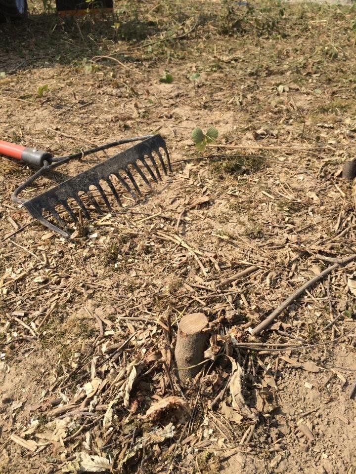 A metal garden rake lies on dry, cleared ground next to a small, cut wooden stump in a field.
