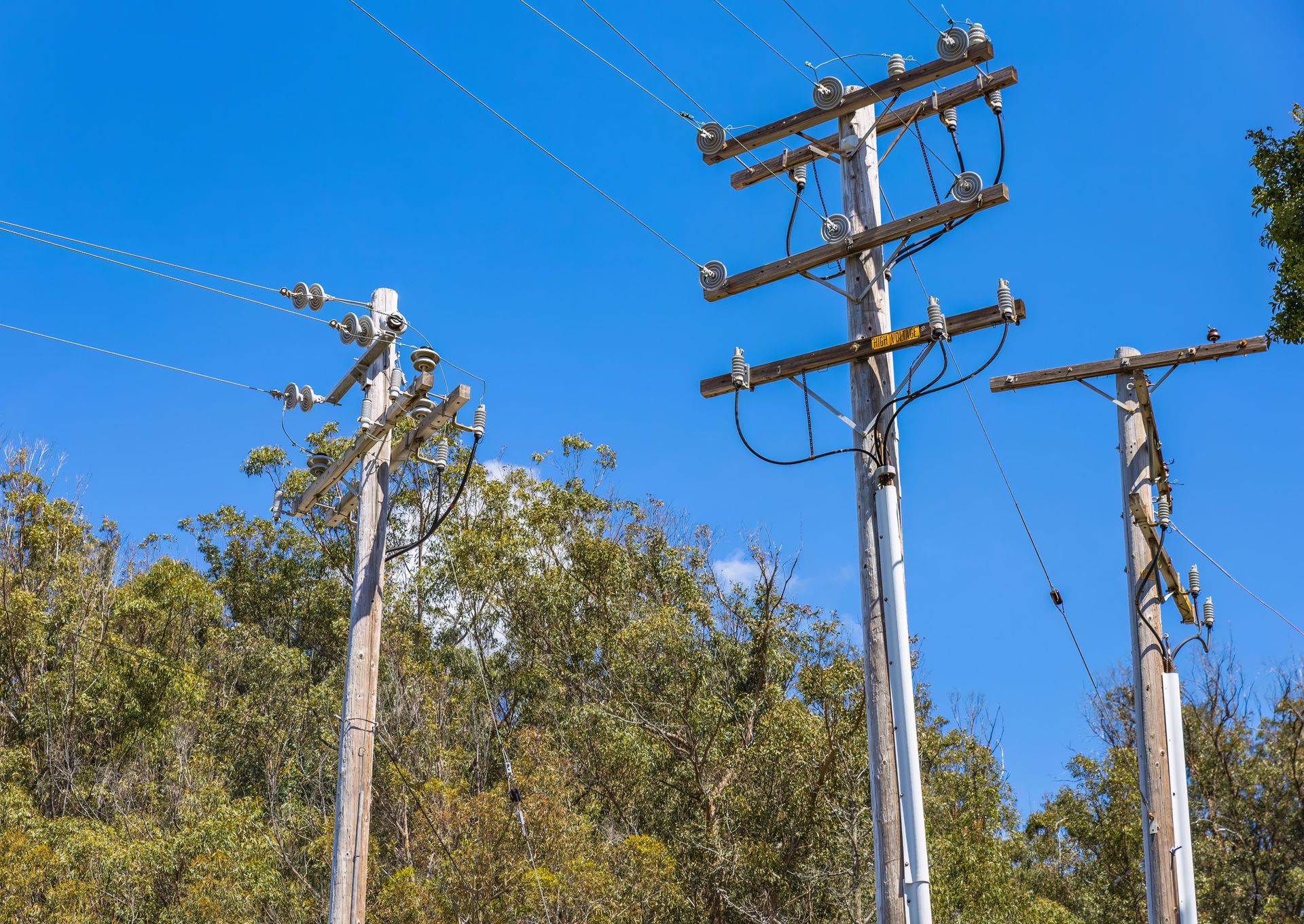 Wooden utility poles and power lines above trees under a clear blue sky