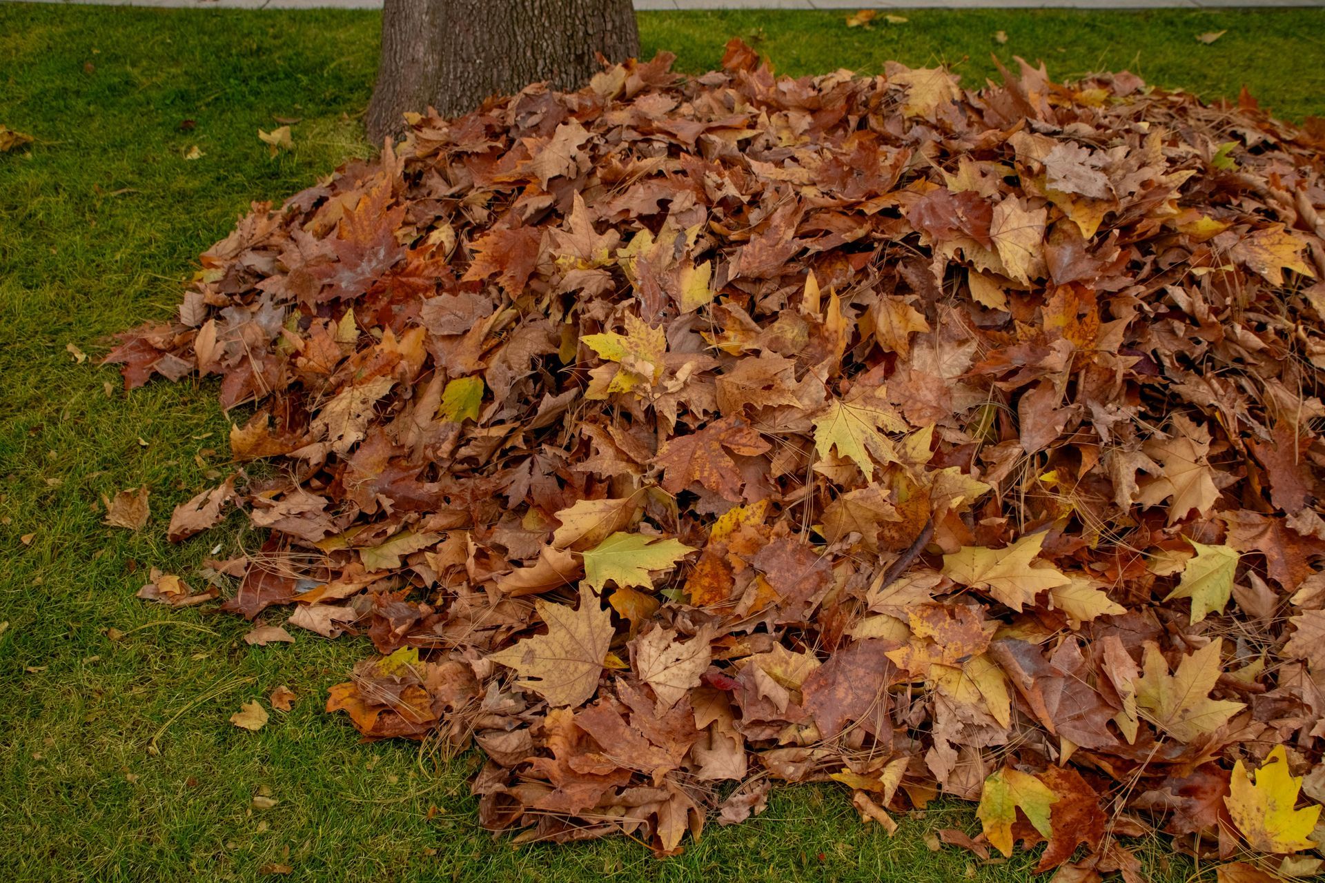 A large pile of brown fallen leaves beside a tree on green grass