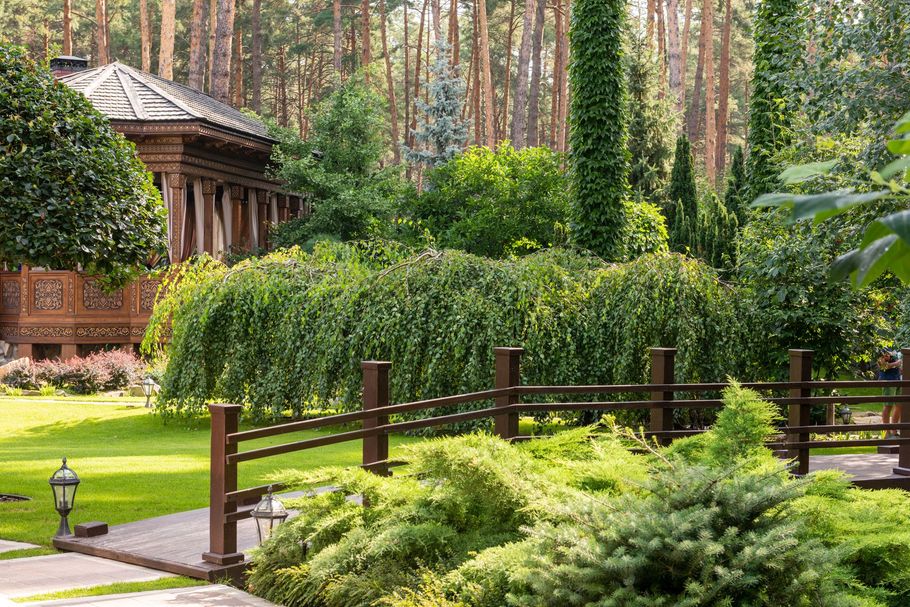 Lush garden with green shrubs, wooden fence, and a small rustic building among tall trees.