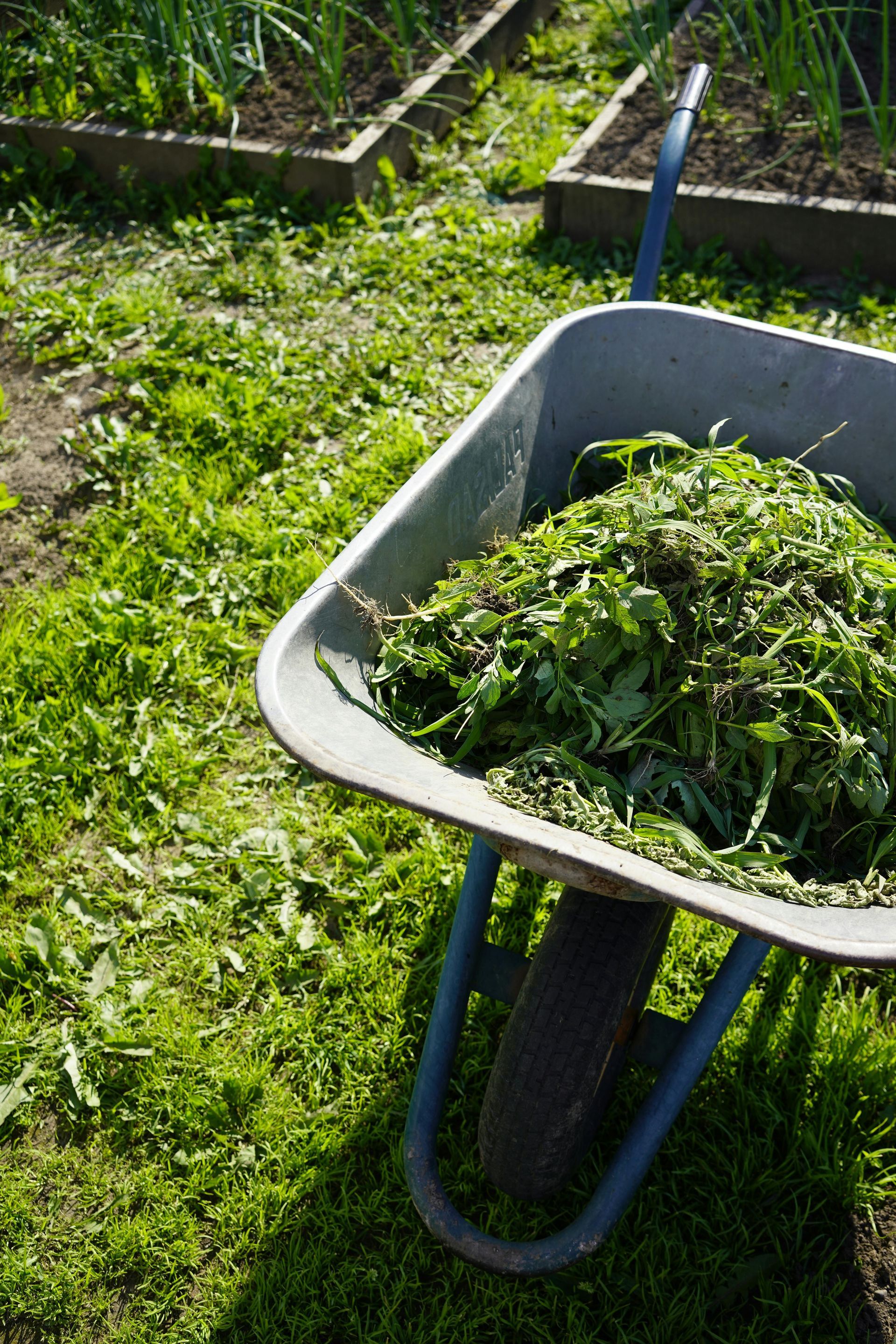 Wheelbarrow filled with freshly cut green grass in a garden plot