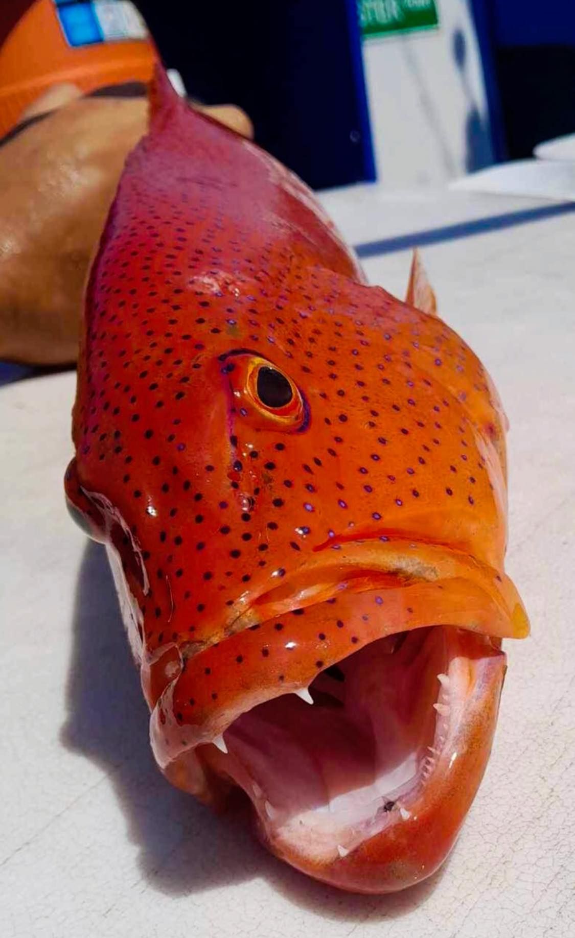 A Close Up of a Red Fish With Its Mouth Open — Whitsunday Fishing Charters In Airlie Beach, QLD