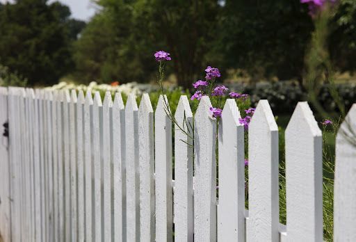 A white fence with a purple flowers growing in between the posts