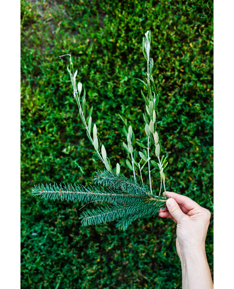 A white hand holds an olive twig and a pine twig in front of a  shrub