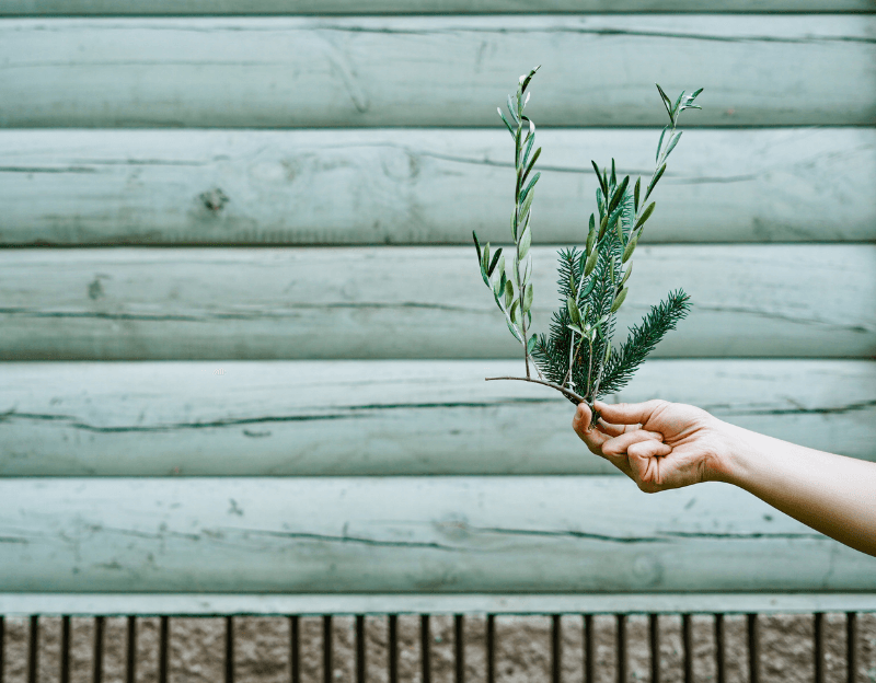 A hand holds an olive twig and a pine twig together in front of a wood beam wall