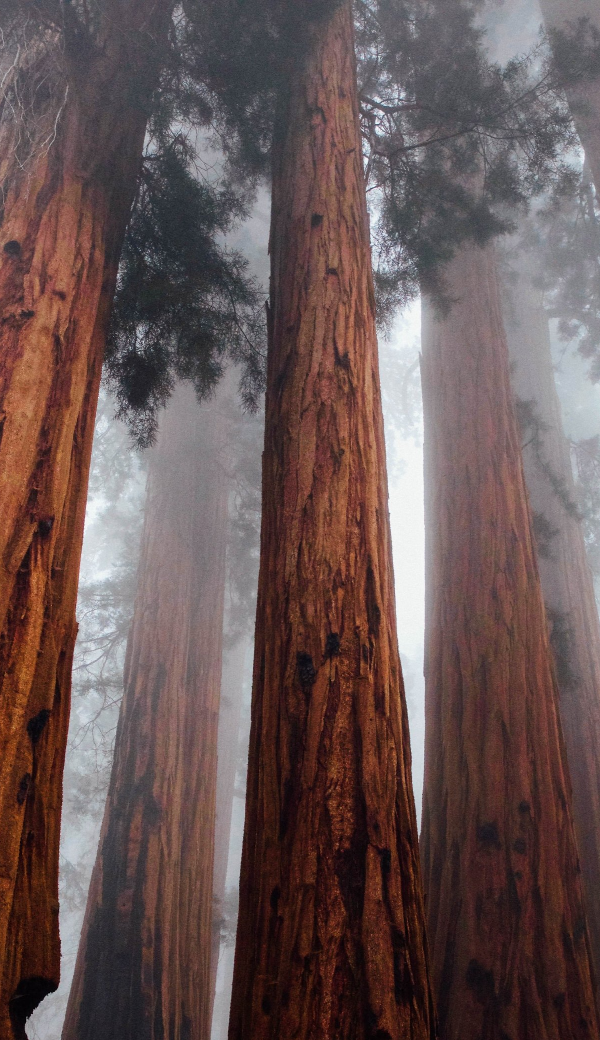 a photo looking up at redwood trees, the sky is foggy