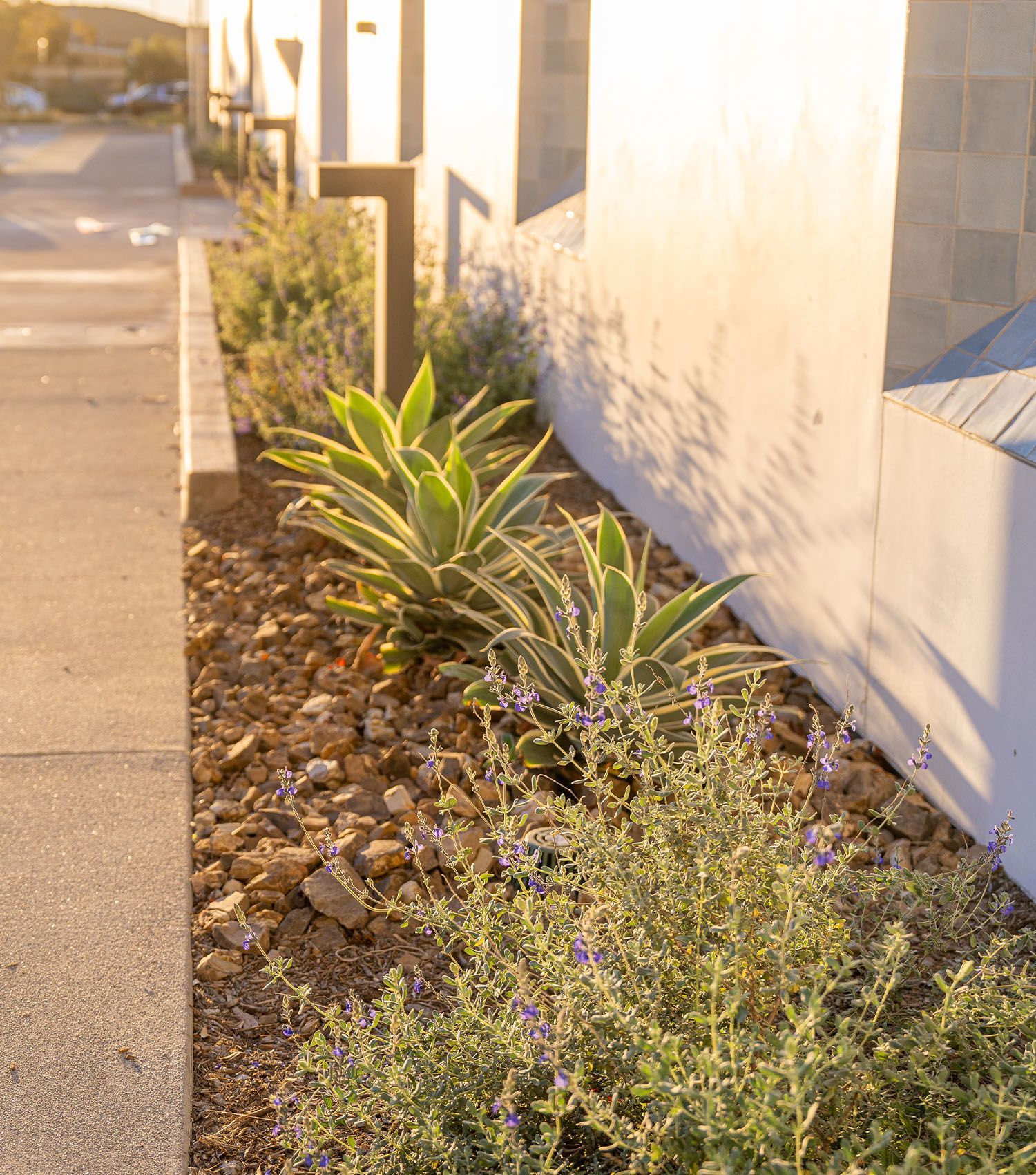 A sidewalk with a few plants and rocks on it