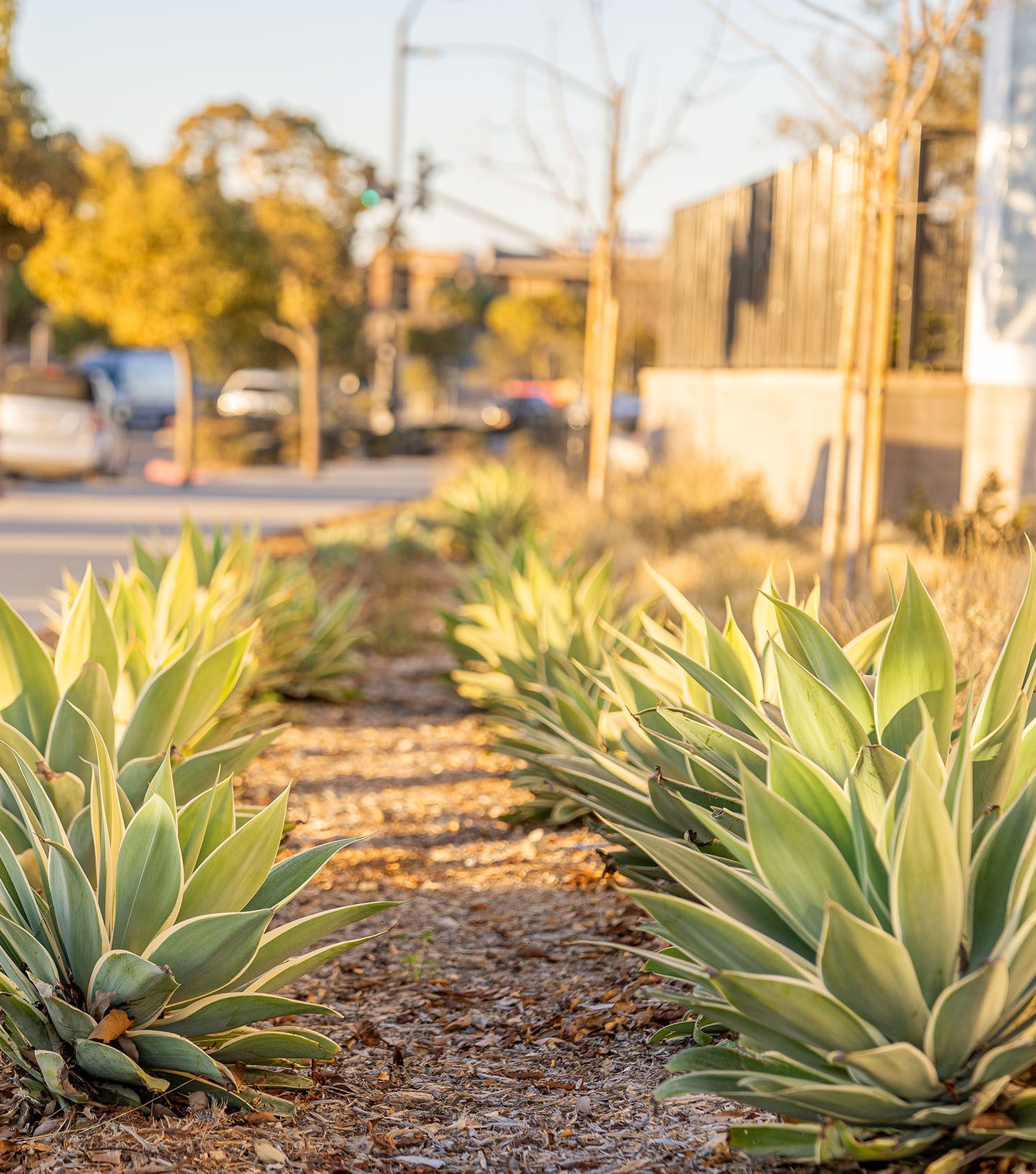 A row of agave plants growing on the side of a road.