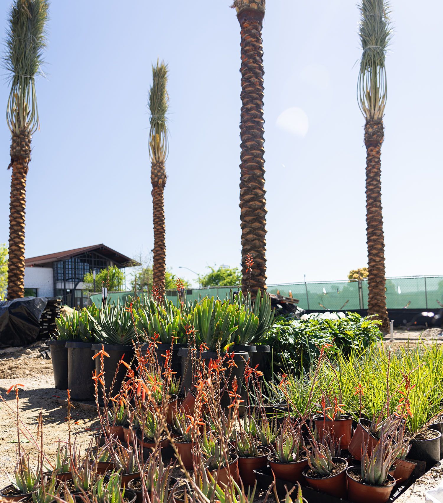 A bunch of potted plants with palm trees in the background