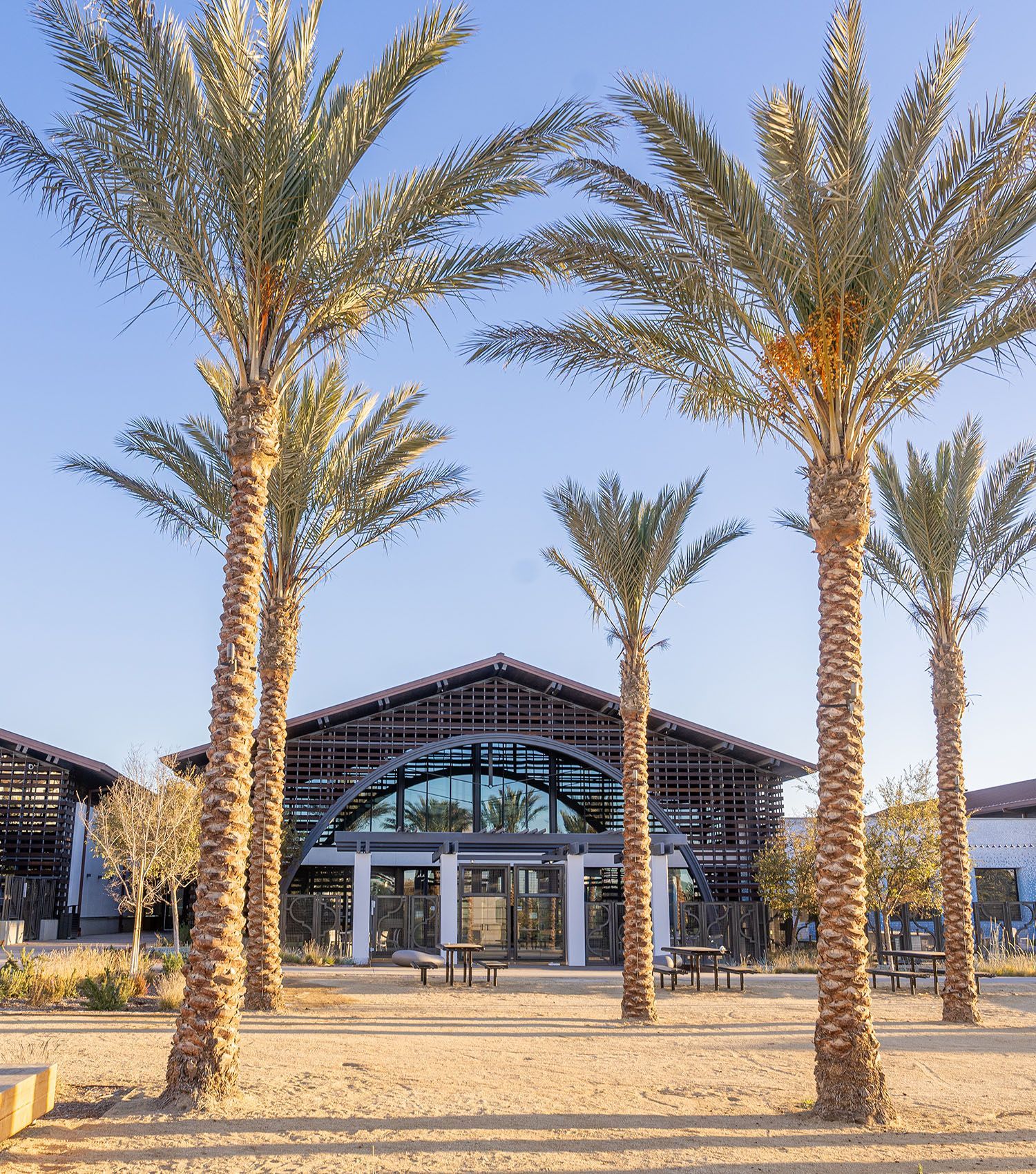 A row of palm trees in front of a building