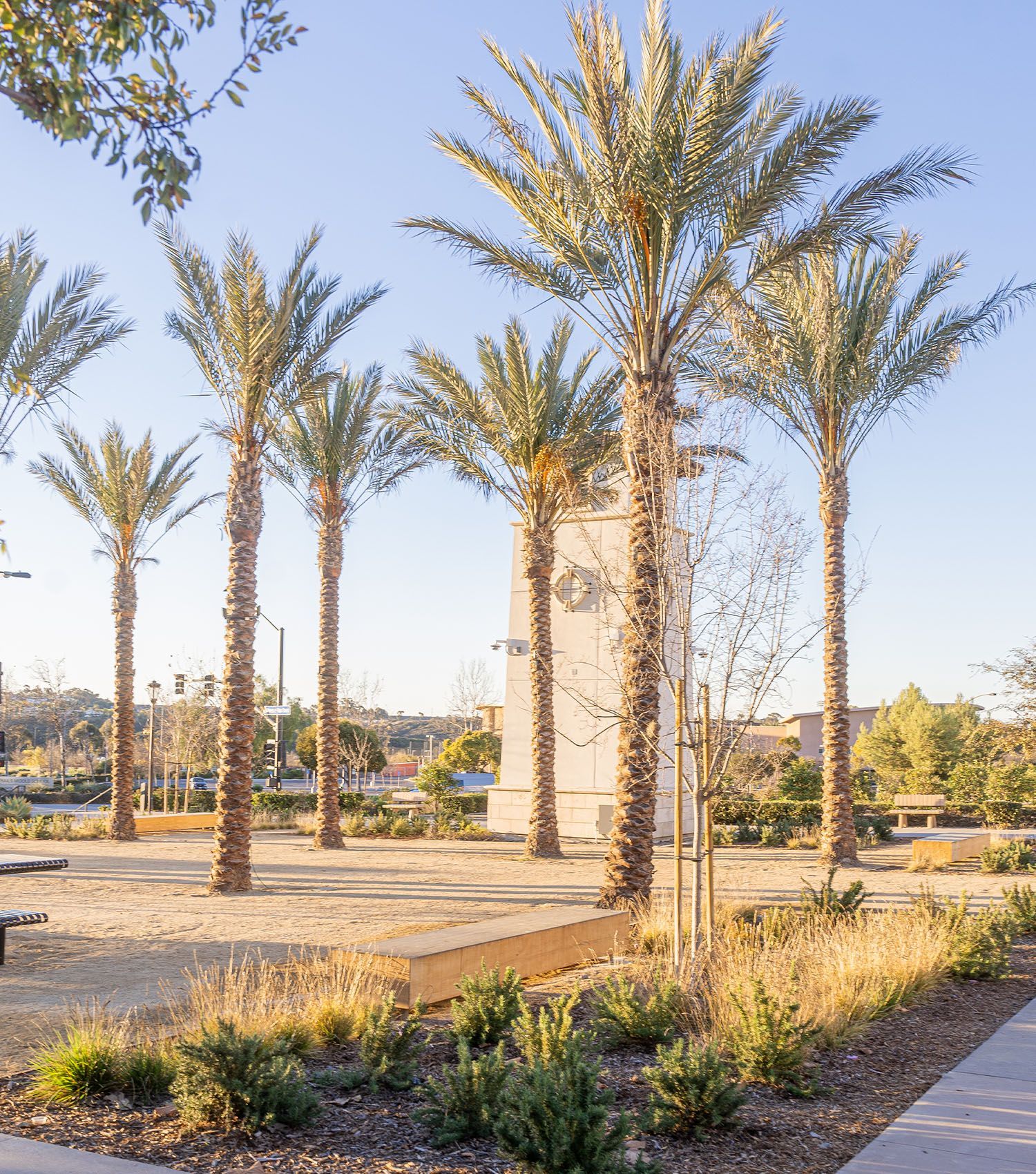 A row of palm trees in a park with a clock in the background