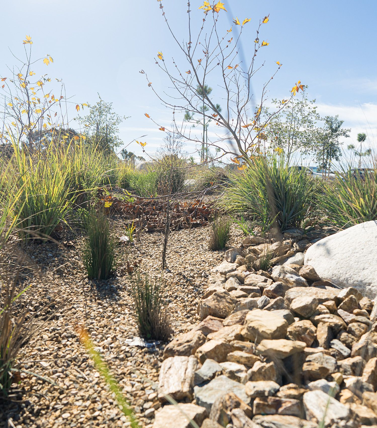 A path surrounded by rocks and plants on a sunny day.
