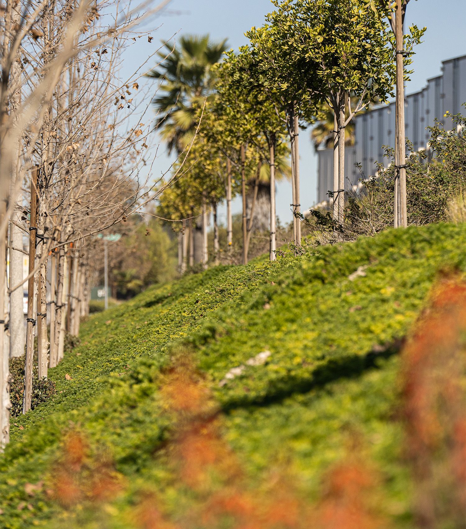 A row of trees on a hillside with a fence in the background.