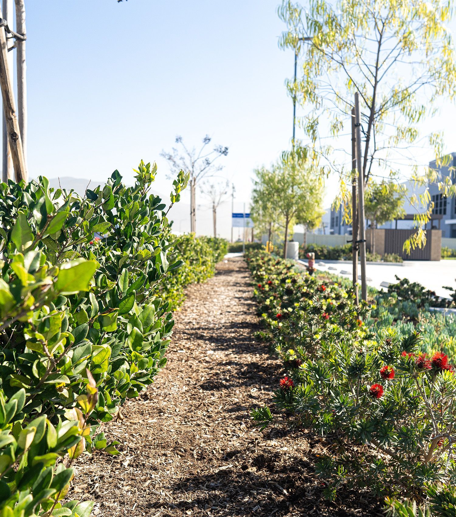 A path surrounded by trees and bushes on a sunny day