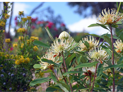 Draught tolerant plants