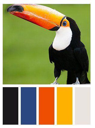 foto tucano e scala colori simili