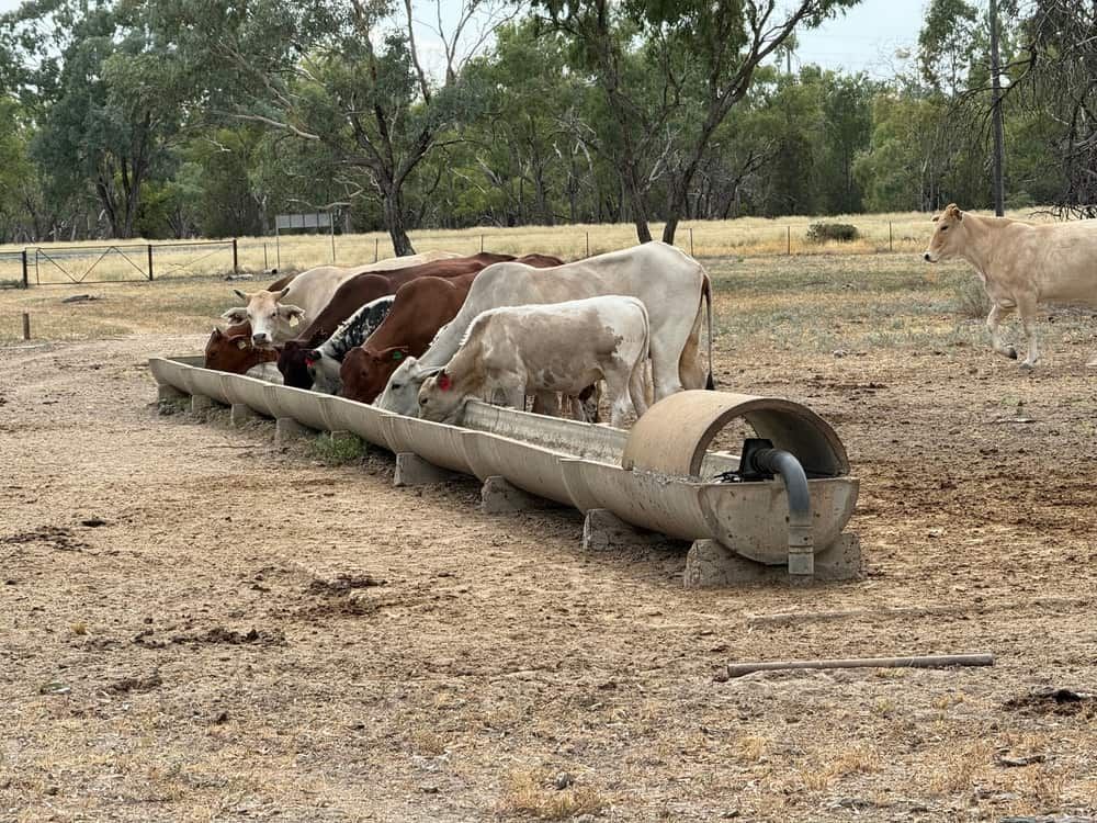 A Herd Of Cows Are Drinking Water From A Concrete Trough — Ag Auto Spark in Walgett, NSW