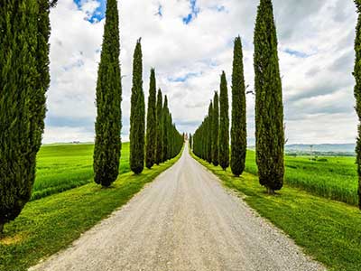 Via tra cipressi