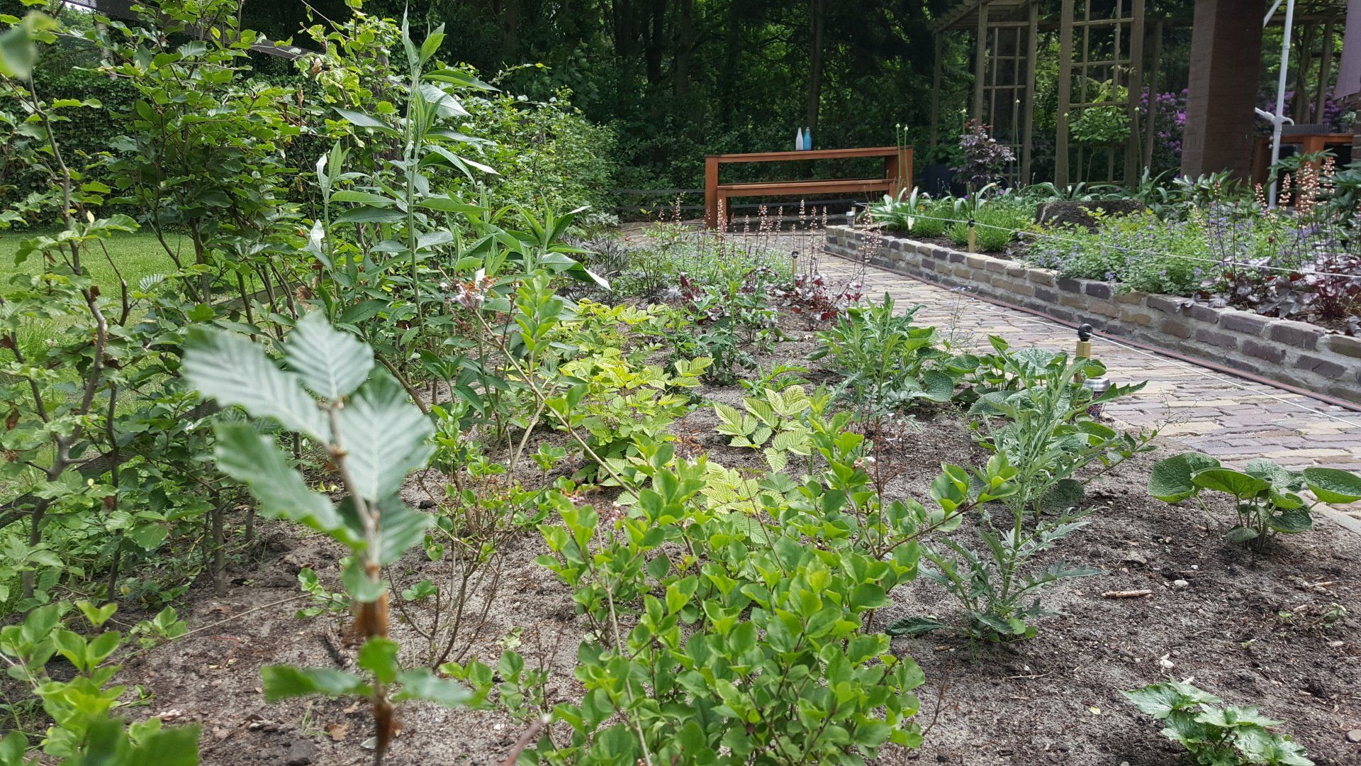Planten in tuinborders