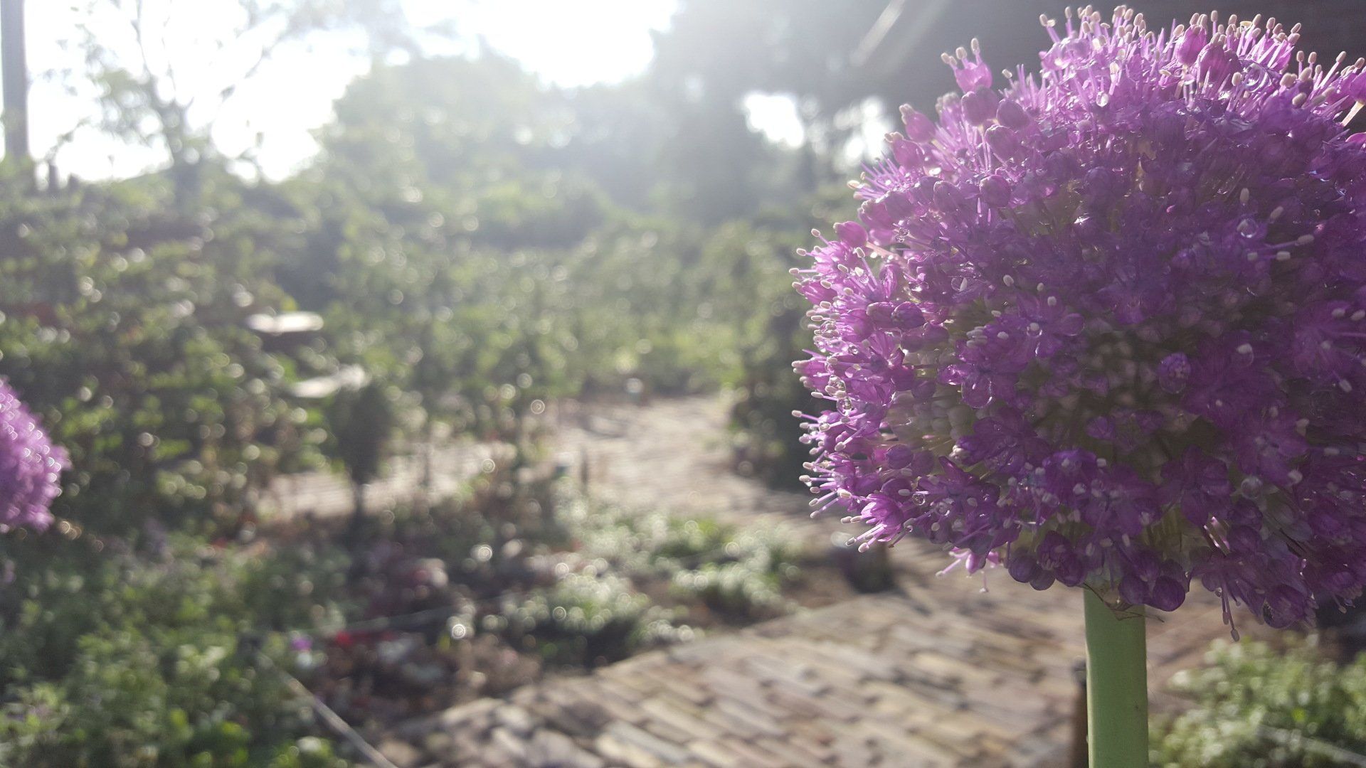 Tuinborders beplanten