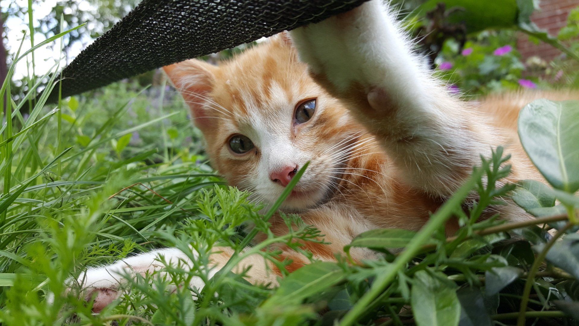 Kat in de tuinborder