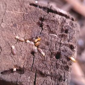 Termites are crawling on a piece of wood.