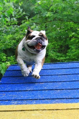 A Bulldog Is Jumping Over a Blue Obstacle Course - Jeffersonville, IN - Duffy's Dog Training Center