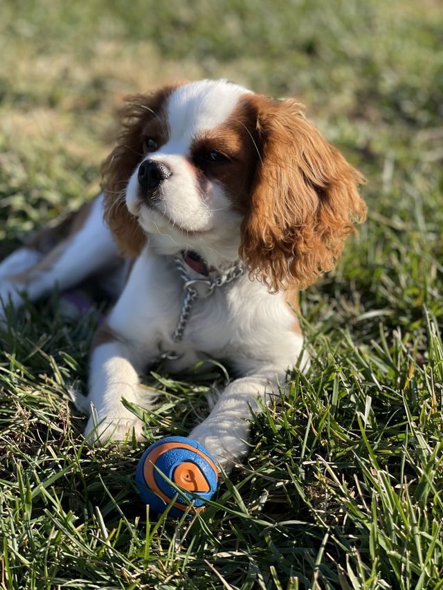 A Brown and White Puppy Is Laying in The Grass - Jeffersonville, IN - Duffy's Dog Training Center