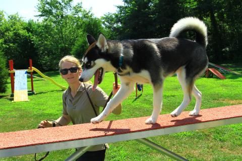 A Woman Is Standing Next to A Husky Dog on A Seesaw - Jeffersonville, IN - Duffy's Dog Training Center