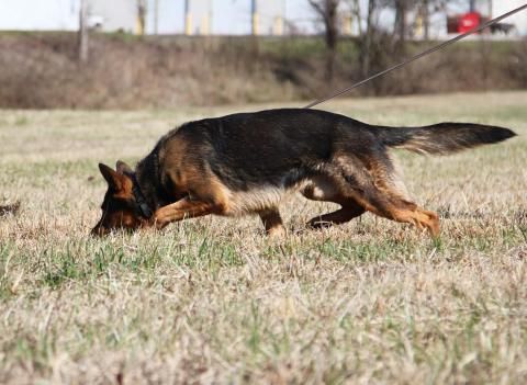 A German Shepherd Dog Is Sniffing the Ground in A Field - Jeffersonville, IN - Duffy's Dog Training Center