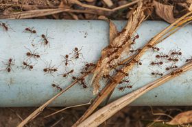 pest control worker in uniform spraying pesticides