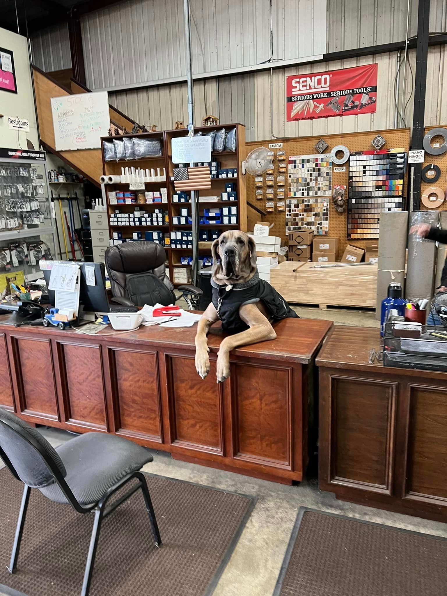 A Counter With A Big Dog - San Diego, CA - Acadia Design & Construction