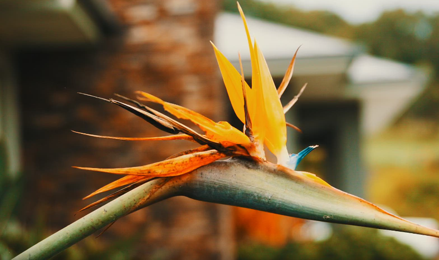 Bird of Paradise Flower