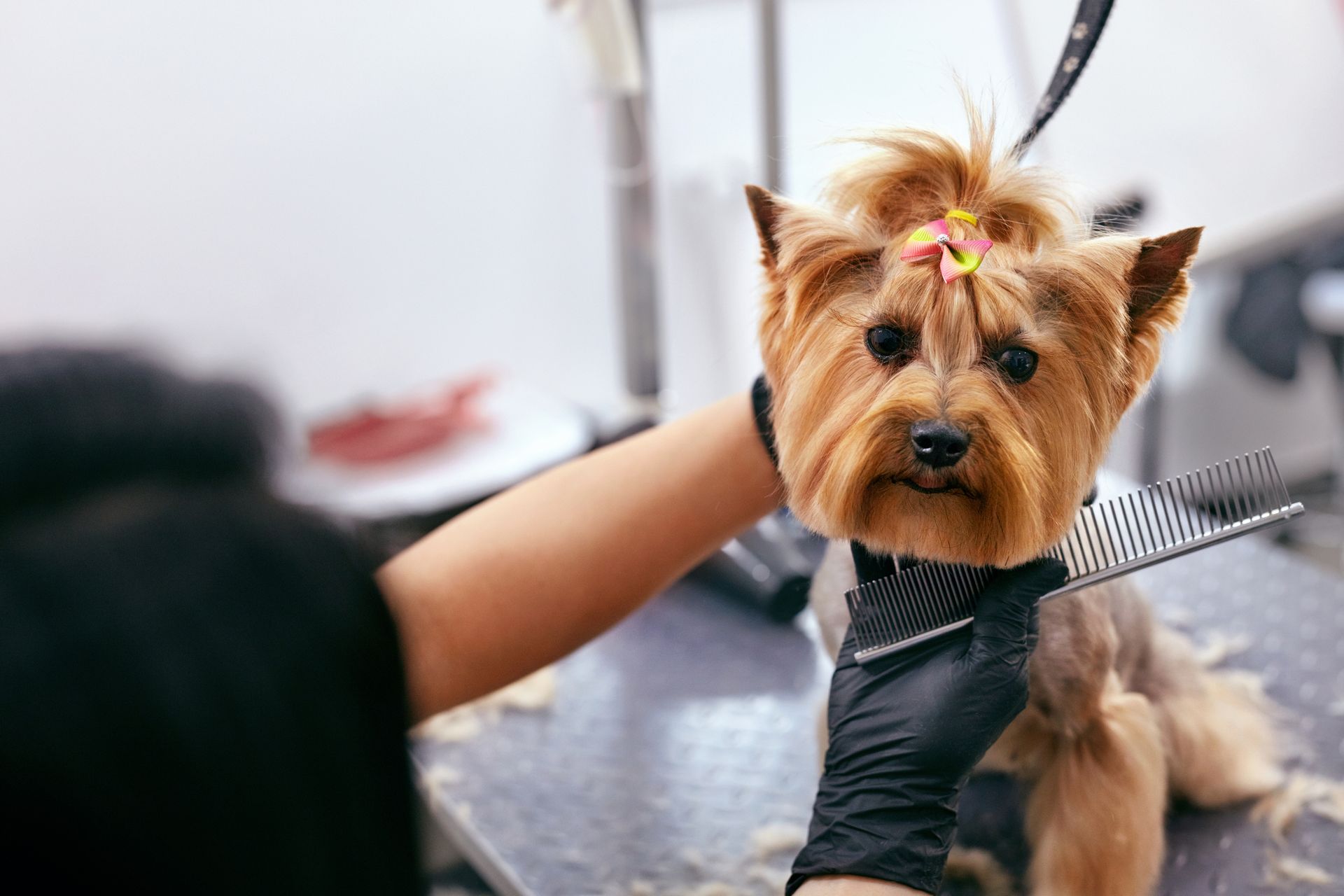 A person is grooming a small dog with a comb and scissors.