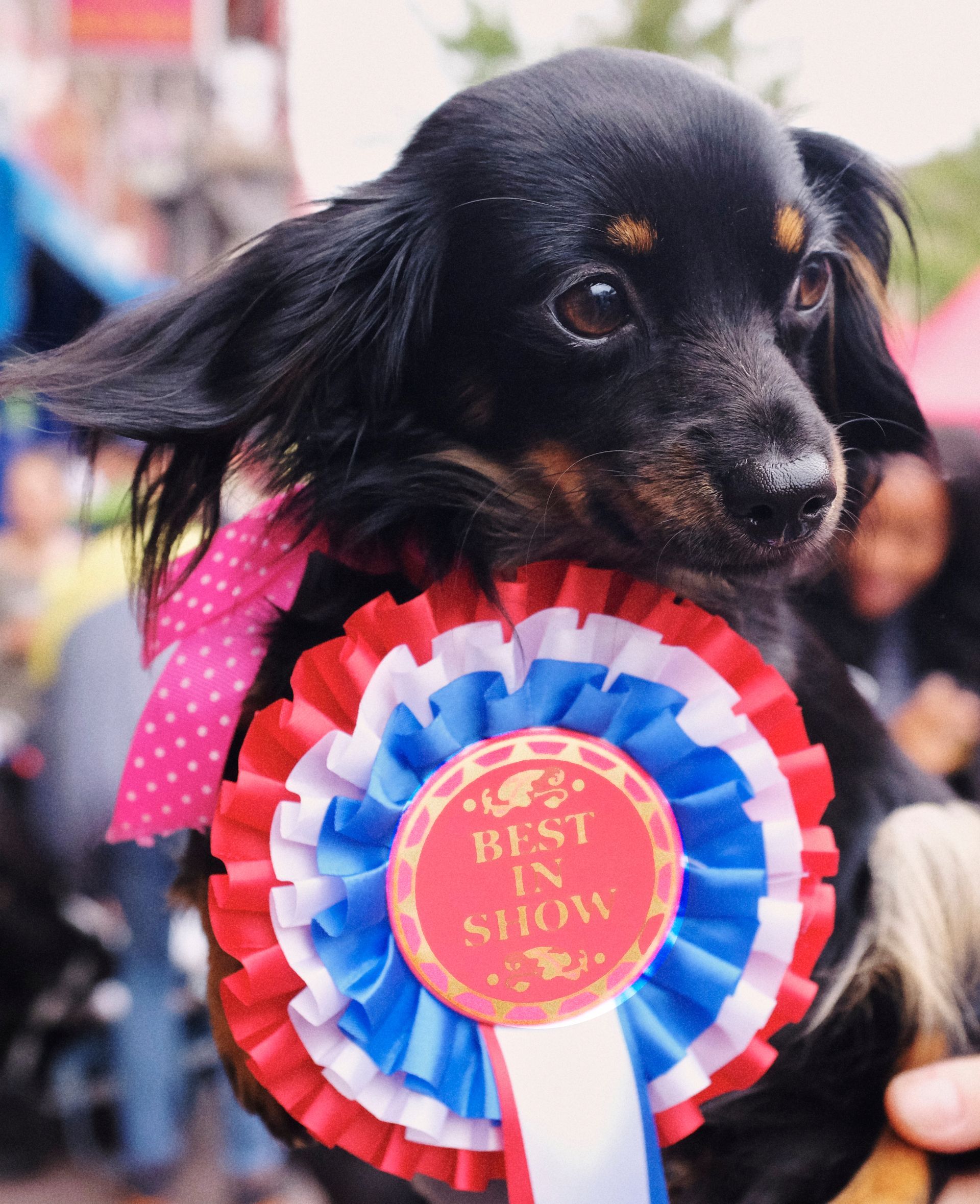 A woman is grooming a small dog on a blue table.