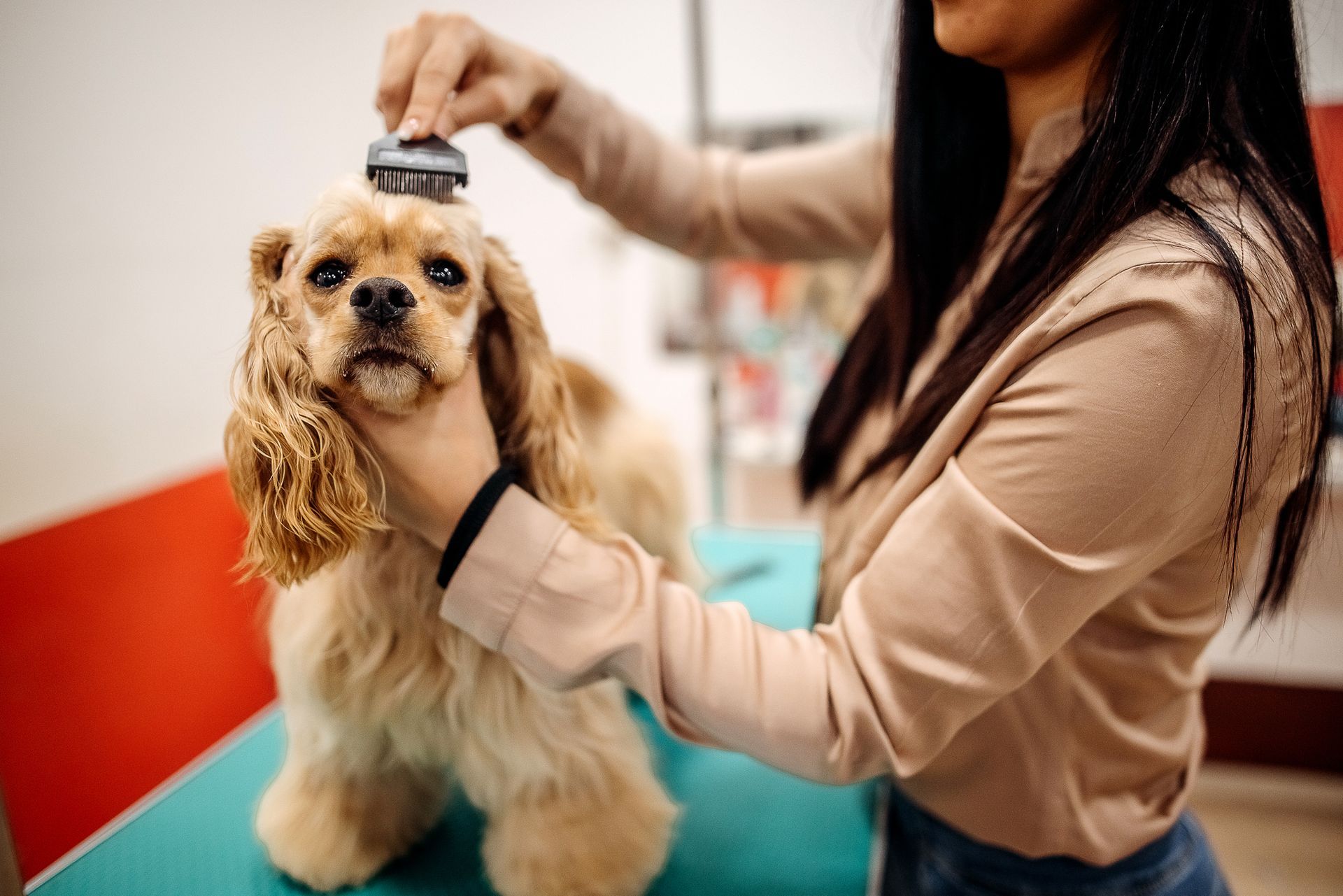 A woman is brushing a cocker spaniel on a table.