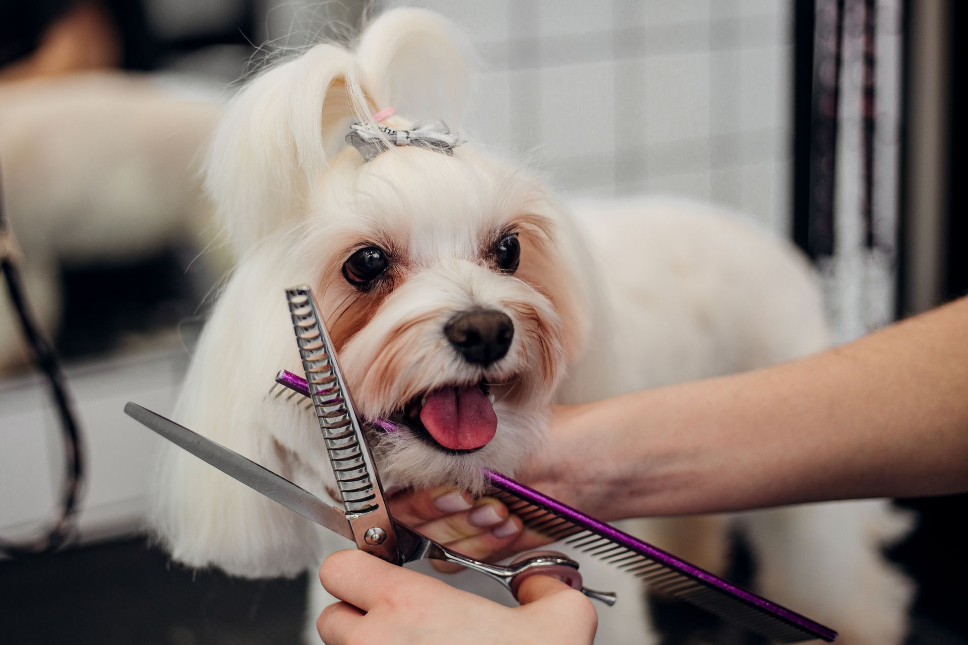 A woman is cutting a small white dog 's hair with scissors.