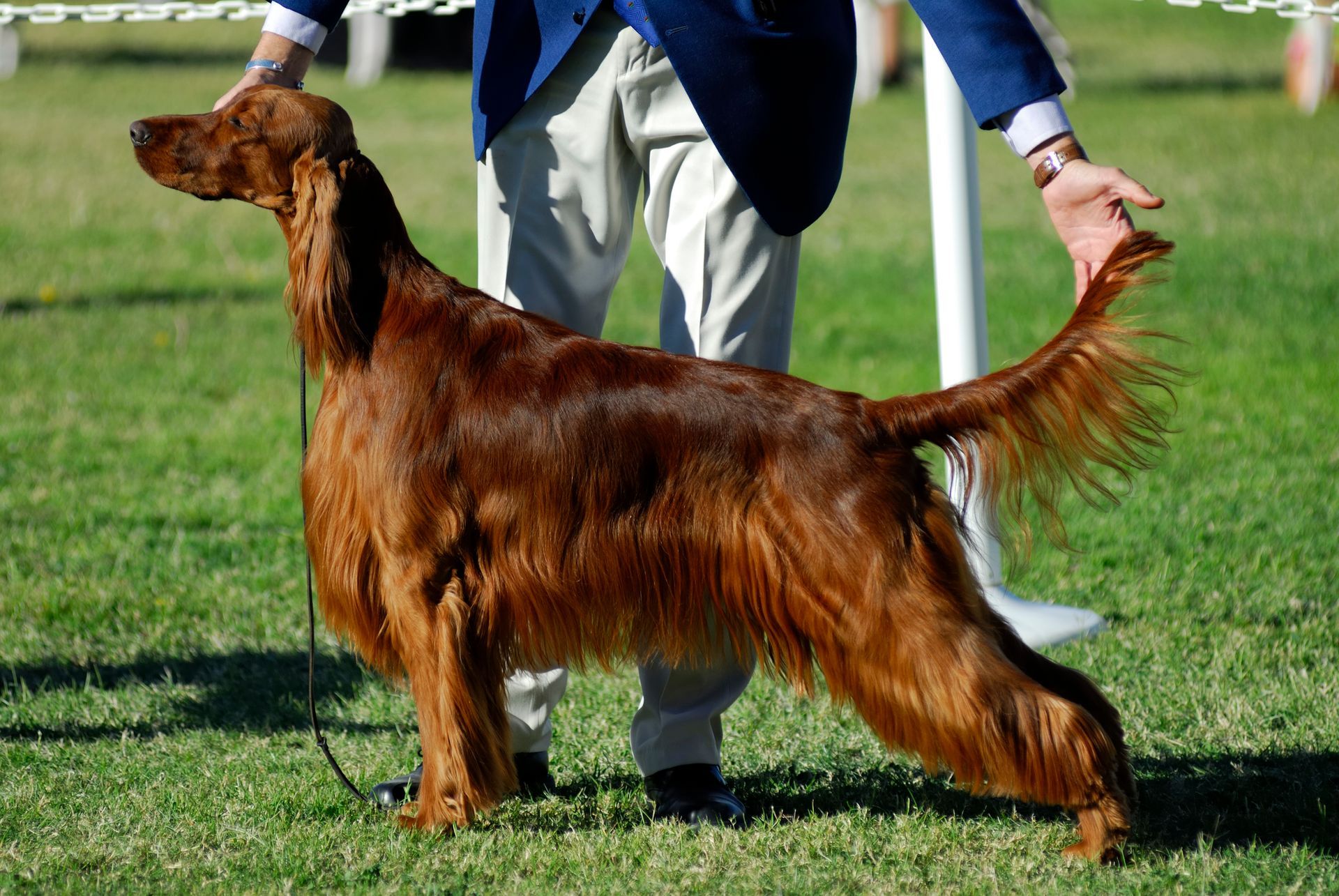 A man is standing next to a brown dog on a leash.
