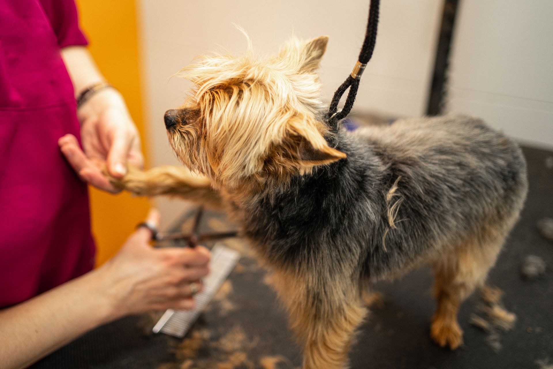 A person is grooming a small dog with scissors.
