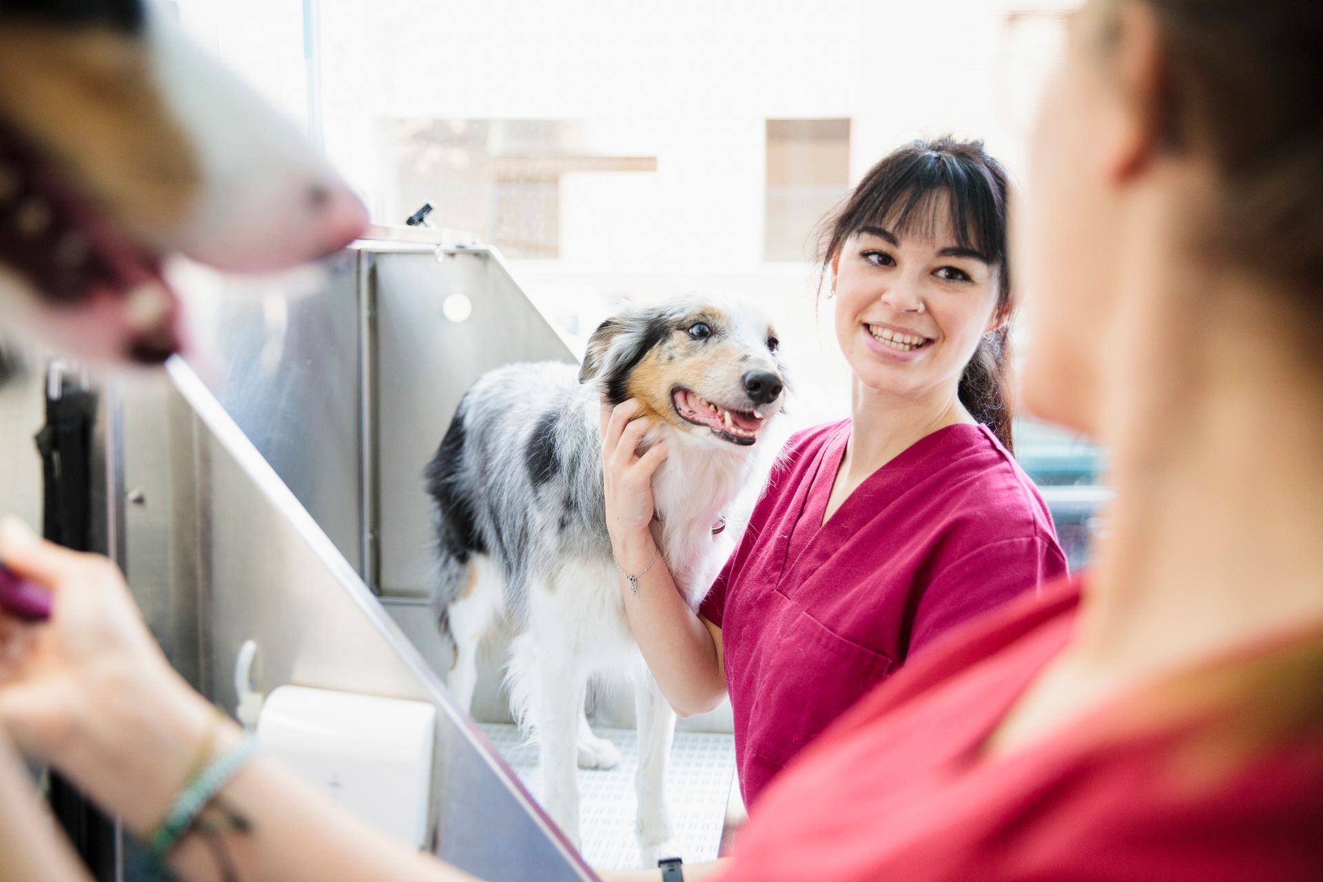 A woman is grooming a dog in a veterinary clinic.