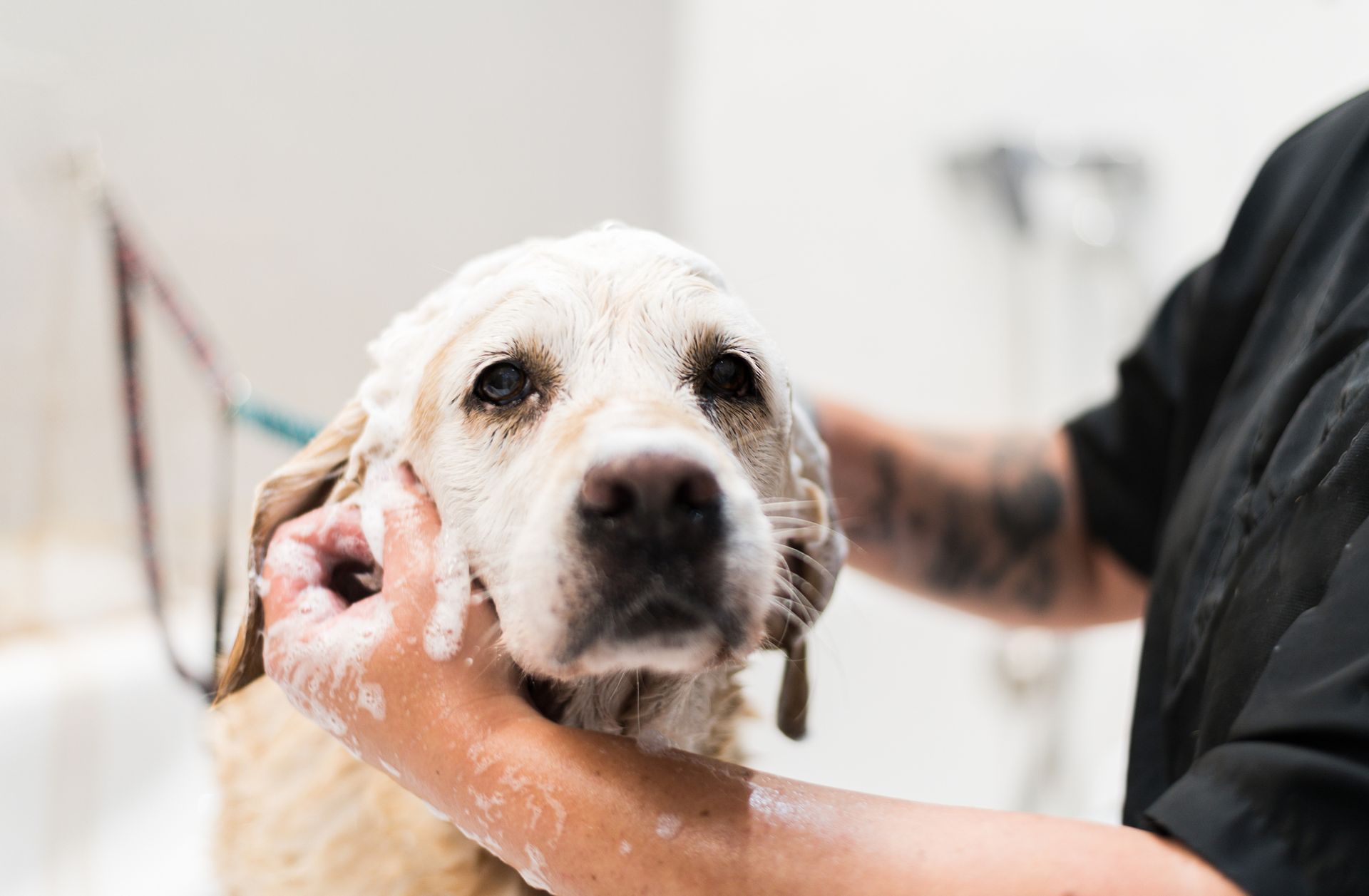 A person is washing a dog in a bathtub.