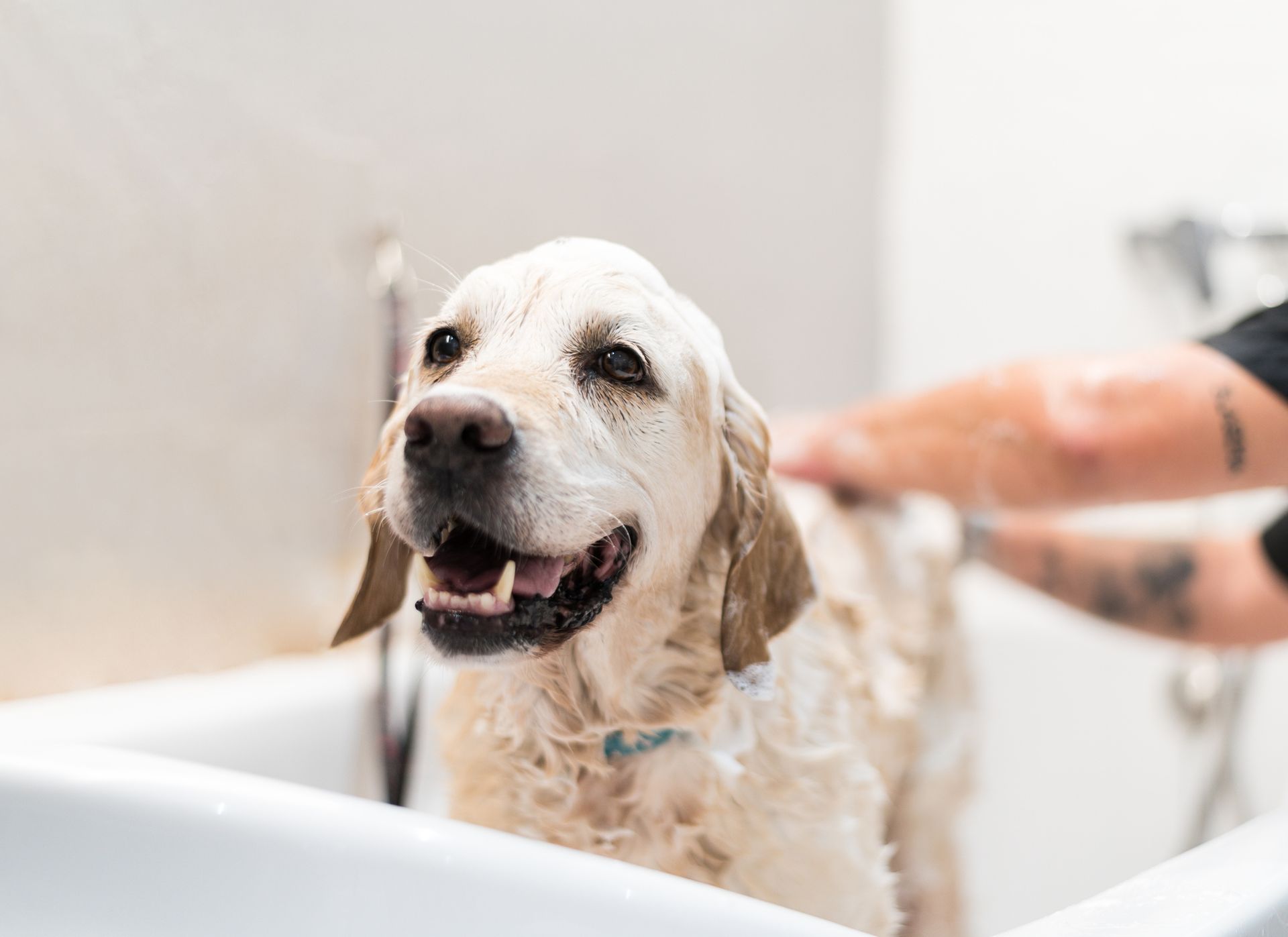A dog is being washed in a bathtub by a person.