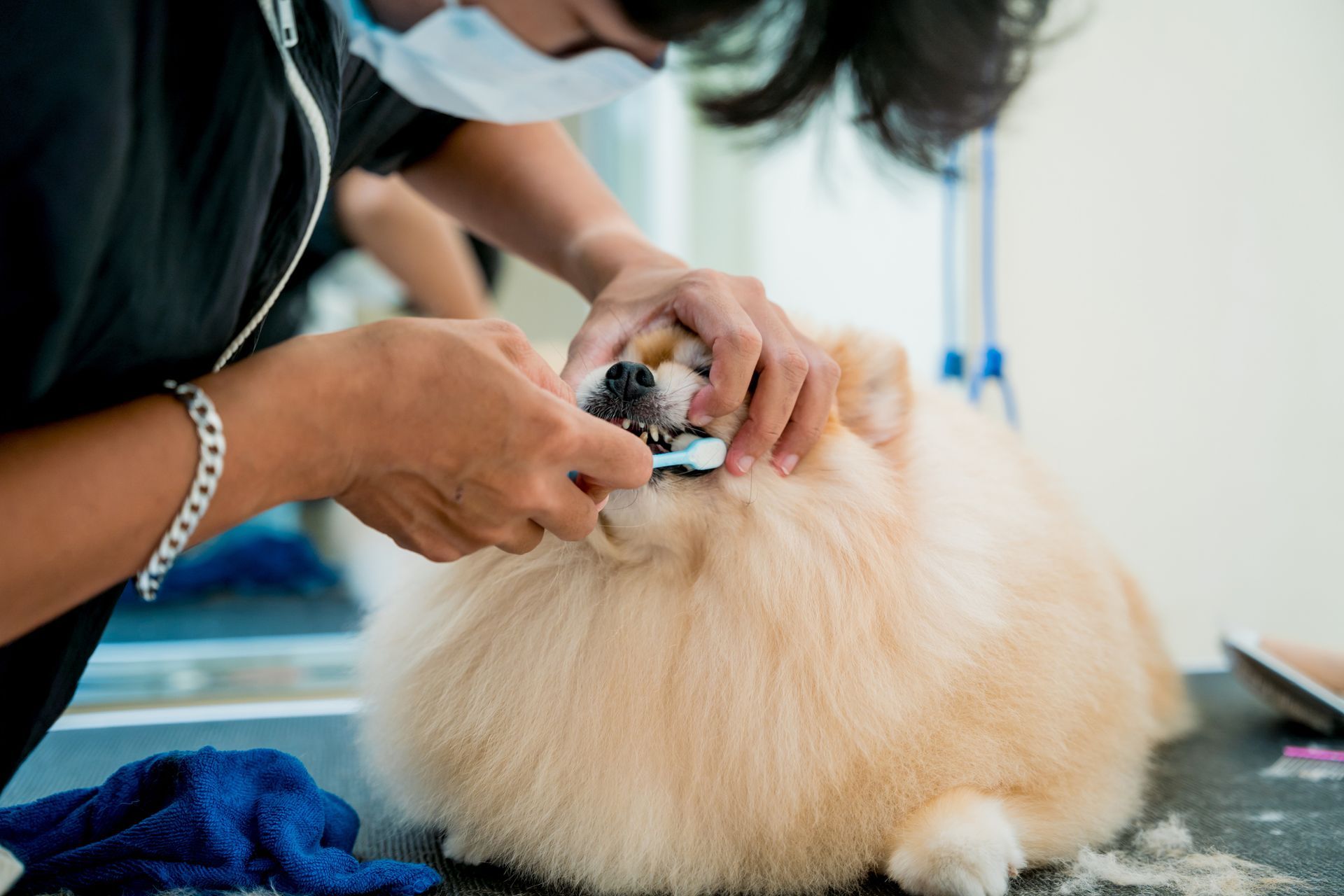 A woman is cutting a dog 's nails with a pair of scissors.