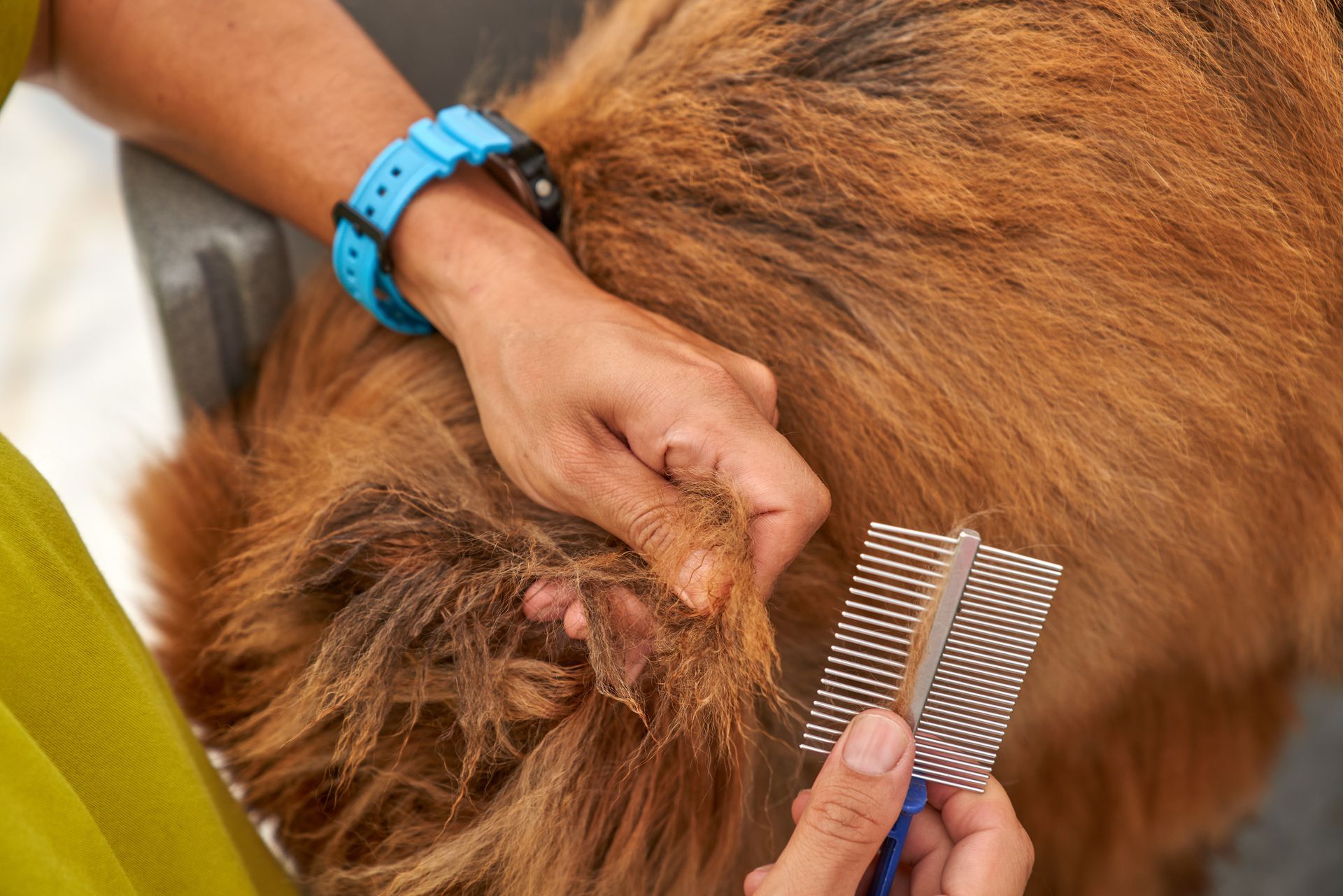 A person is brushing a dog with a comb.
