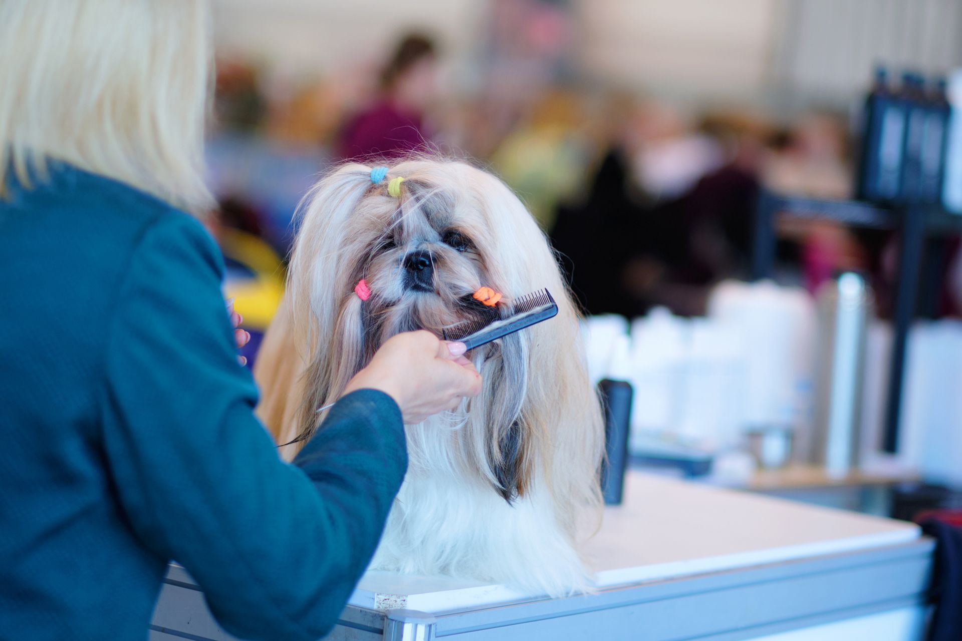 A woman is brushing a shih tzu dog at a dog show.