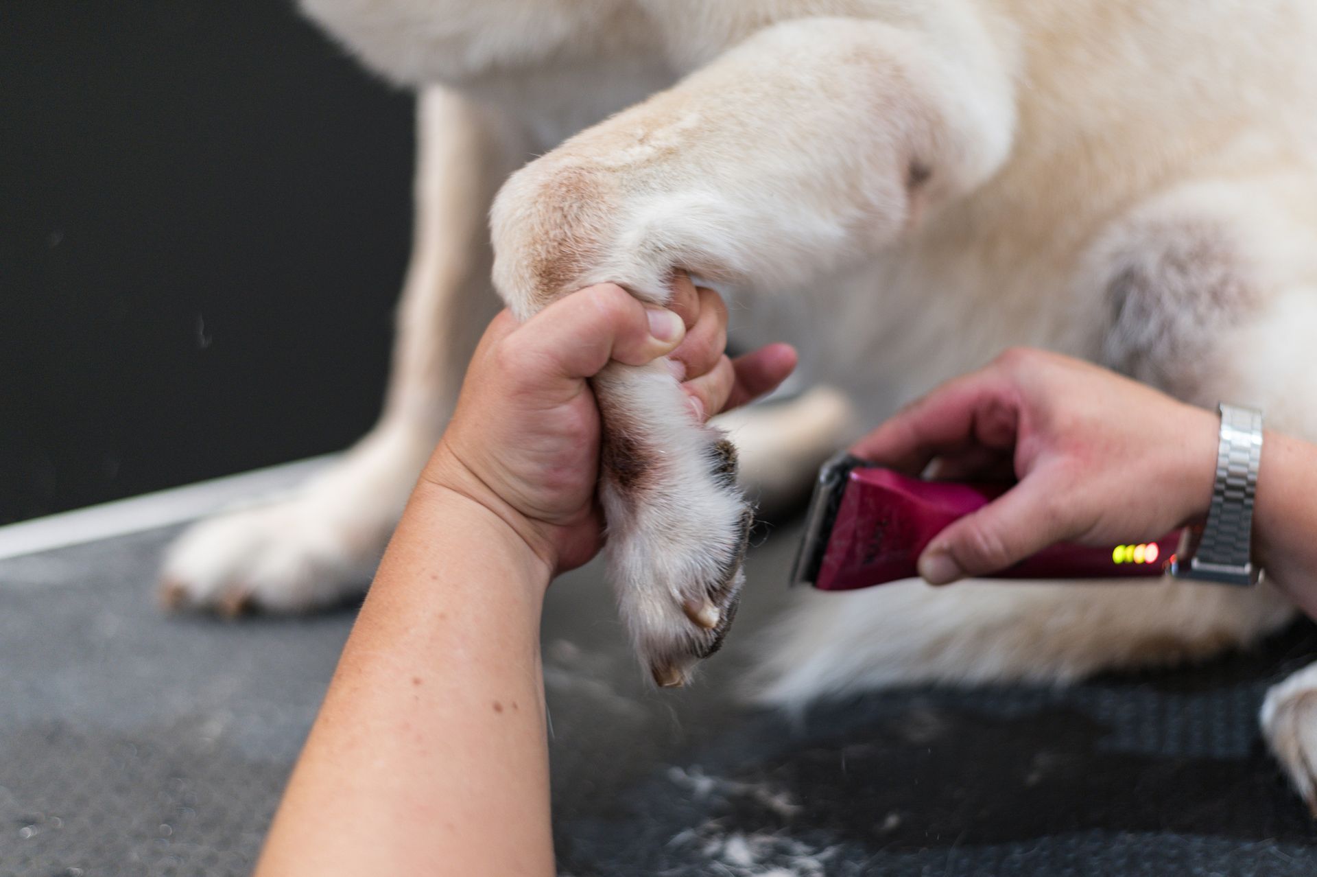 A person is cutting a dog 's paw with a clipper.