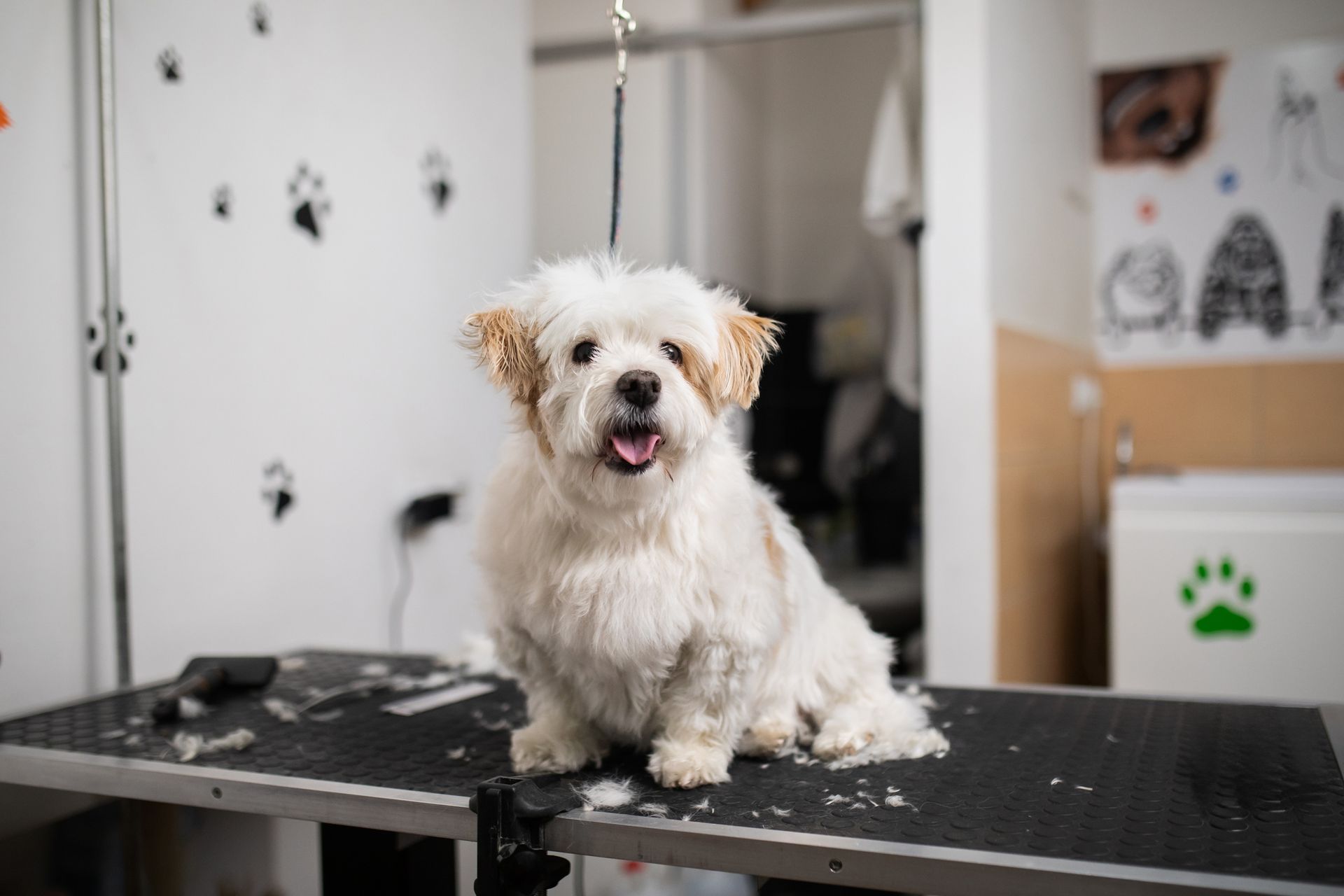 A small white dog is sitting on a grooming table.